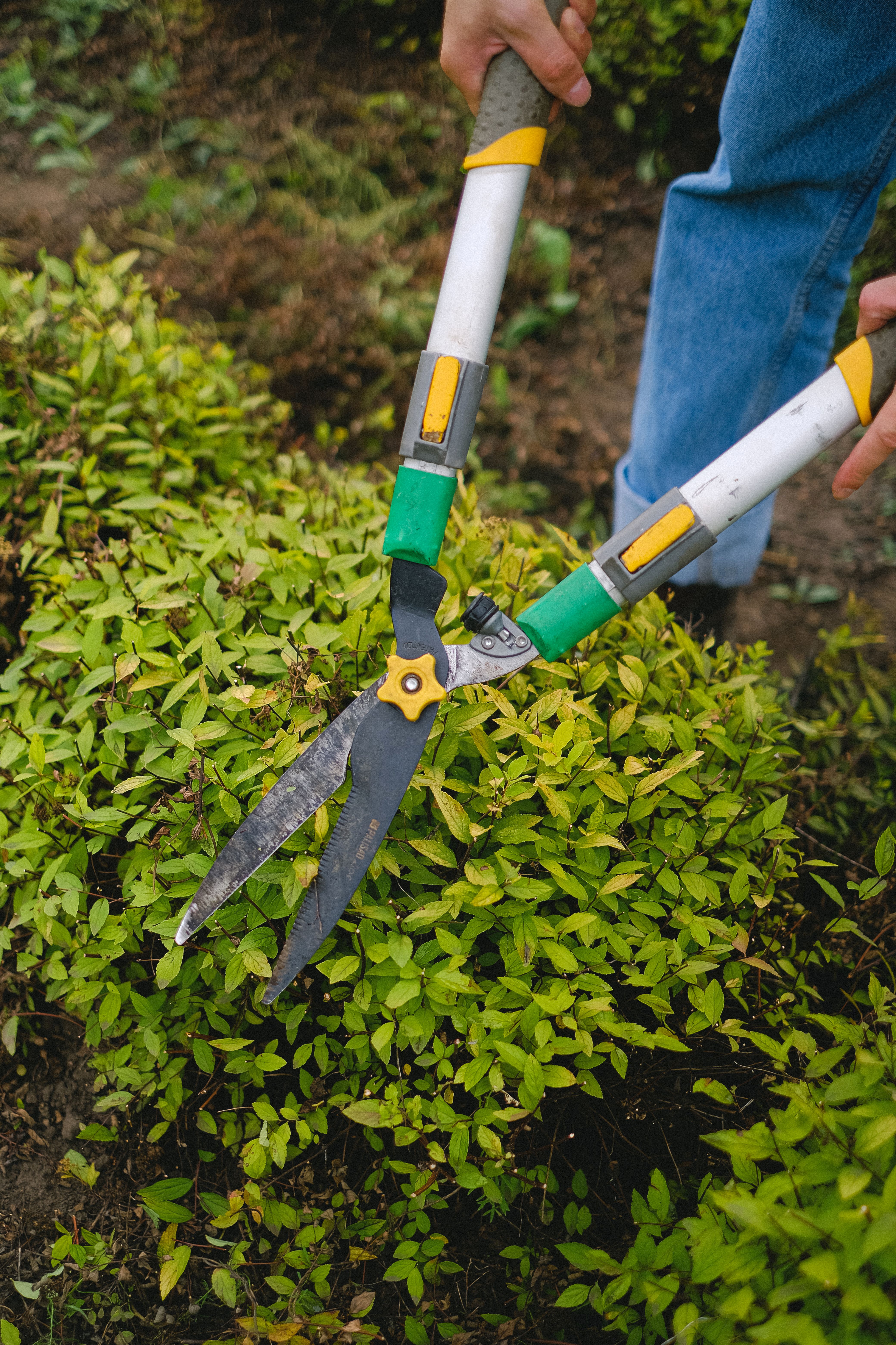 Hedge shears trimming a green shrub